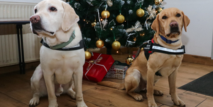 Fotó: Segítőkutyák hoztak mosolyt az MVK-hoz